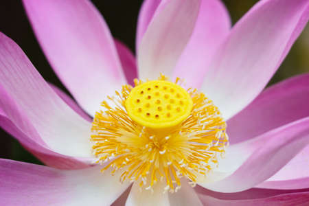 Closeup pink lotus flower in the natureの写真素材