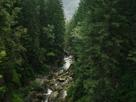 Mountain river in dense spruce forest, top viewの写真素材