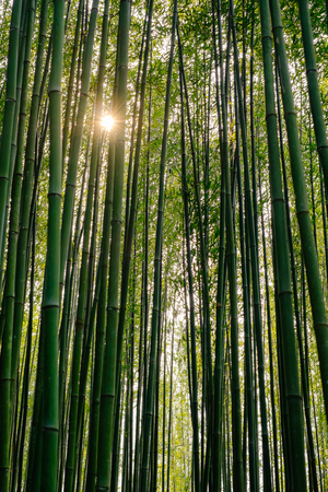 Bamboo forest in Sapa mountain hills in Vietham at sunsetの写真素材
