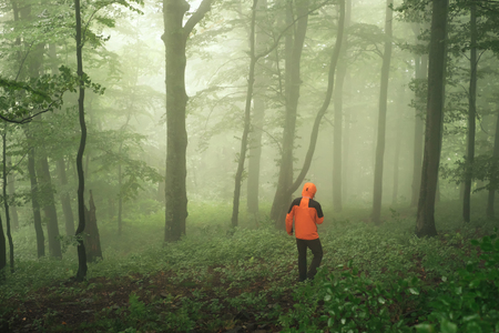 Tourist man in bright orange jacket walking alone in foggy green forest after rain in the morningの写真素材