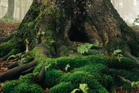 Closeup tree stump with hollow and covered by mossの写真素材