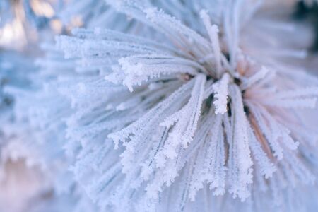 Beautiful close up frozen pine needles in winter forest at sunset	の写真素材