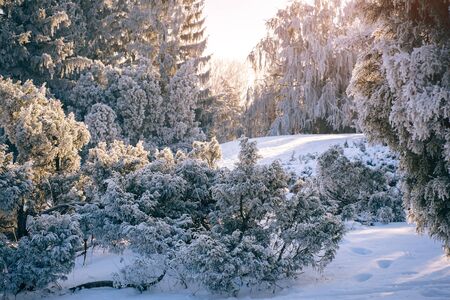 Magic pine forest covered with snow at sunset. Beautiful winter landscapeの写真素材