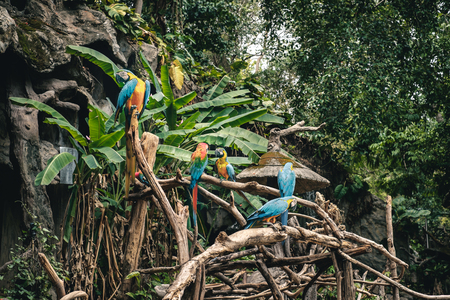 Group of blue, yellow, red macaw parrots in tropical forest in Chiang Mai zoo in Thailand. Concept - conservation of wild animal speciesの写真素材