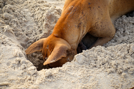Big dog digs a hole in sand at the beachの写真素材