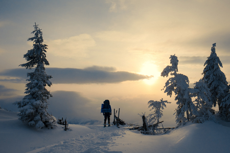 Silhouette of tourist man with trekking sticks and backpack in beautiful winter landscape between fir trees covered by snow at sunset. Winter sport activity.の写真素材