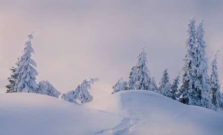 Winter mountain hills and magic pine trees covered by snow at sunsetの写真素材