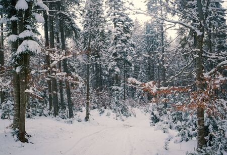 Magical winter forest and branch with yellow leaves covered by snow at sunsetの写真素材