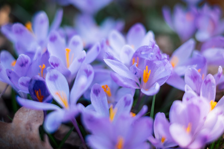 Beautiful landscape with purple carpet of blossoming crocus flowers in the spring  forestの写真素材