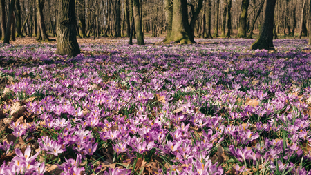 Beautiful landscape with purple carpet of blossoming crocus flowers in the forest. Spring mood of unique natureの写真素材