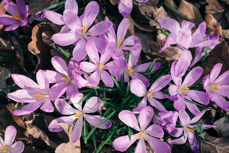 Beautiful landscape with purple carpet of blossoming crocus flowers in the spring  forestの写真素材