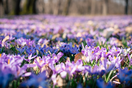 Beautiful landscape with purple carpet of blossoming crocus flowers in the forest. Spring mood of unique natureの写真素材