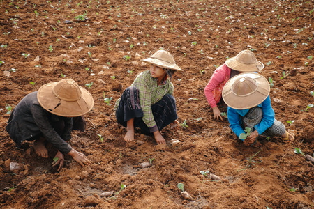 Kalaw, Myanmar - May 22, 2016: Burmese (asian) woman in traditional clothes and straw hat working on agriculture fieldのeditorial素材