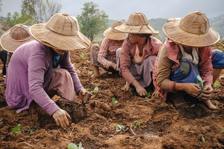 Kalaw, Myanmar - May 22, 2016: Burmese (asian) woman in traditional clothes and straw hat working on agriculture fieldのeditorial素材