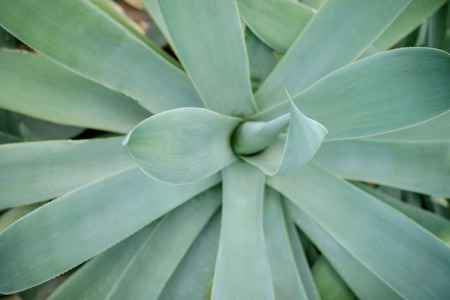 Juicy green succulent and cactus plant, natural texture and backgroundの写真素材