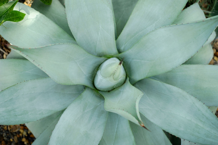 Juicy green succulent and cactus plant, natural texture and backgroundの写真素材