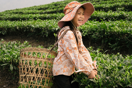 Sapa, Vietnam - April 17, 2016: Happy and positive vietnamese girl working on tea plantation and picking tea leaves to basket with hands. Children labor and works are popular in Asiaのeditorial素材