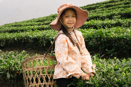 Sapa, Vietnam - April 17, 2016: Happy and positive vietnamese girl working on tea plantation and picking tea leaves to basket with hands. Children labor and works are popular in Asiaのeditorial素材