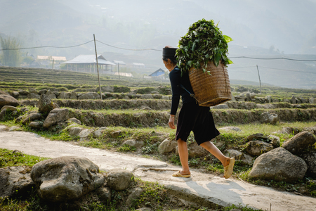 Sapa, Vietnam - April 15, 2016: Black Hmong minority woman in traditional clothes working on rice terraces and carry greenery on the back in village near Sa Pa. Rural vietnamese paddy fieldsのeditorial素材