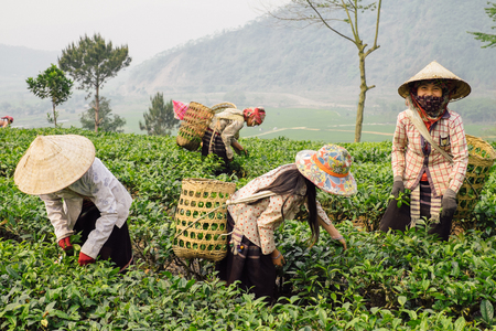 Sapa, Vietnam - April 17, 2016: Hmong women with her children in traditional vietnamese hats picking tea leaves to basket with hands.のeditorial素材