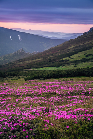 Beautiful mountain landscape with blossoming pink meadows with dramatic sky before rain in Carpathian mountainsの写真素材