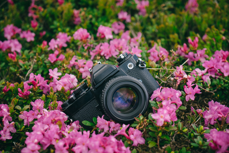 Old film photo camera lie on the green grass in pink flowersの写真素材