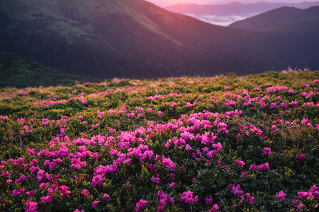 Beautiful mountain landscape with blossoming pink rhododendron flowers on sunrise in Carpathian mountainsの写真素材