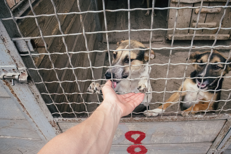 People save and help homeless dogs in animals shelterの写真素材