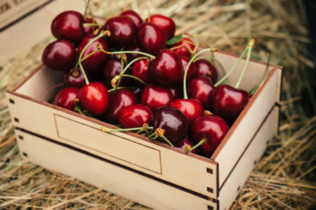 Close-up of tasty red cherry berries in wooden box on hay backgroundの写真素材