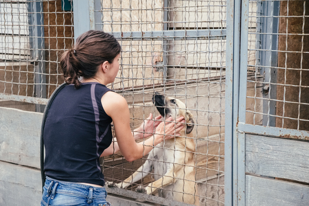 People save and help homeless dogs in animals shelter. Woman playing with animals in the cageの写真素材