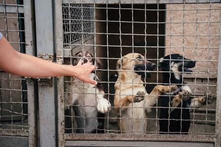 People save and help homeless dogs in animals shelterの写真素材