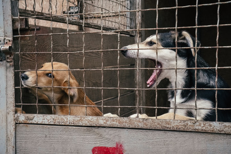 People save and help homeless dogs in animals shelterの写真素材