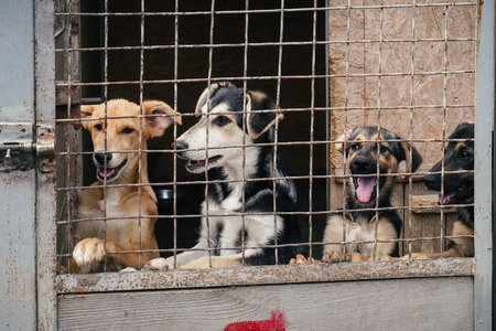 People save and help homeless dogs in animals shelterの写真素材