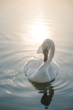 Beautiful white swan on the lake at sunsetの写真素材