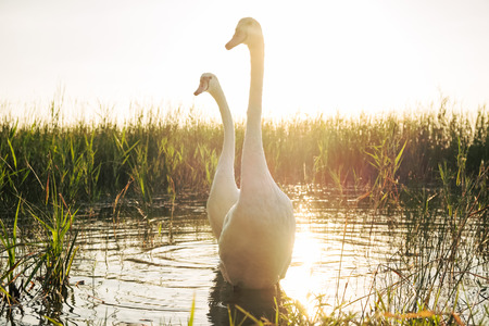 Couple of beautiful white swans on the lake at sunsetの写真素材