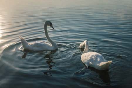 Beautiful white swans on the lake at sunsetの写真素材