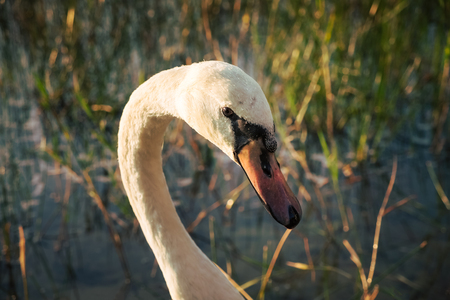 Couple of beautiful white swans on the lake at sunsetの写真素材