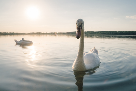 Couple of beautiful white swans on the lake at sunsetの写真素材