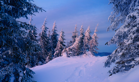 Silence of wild nature. High trees on the mountain hills covered with snow at sunset in the morning. Winter landscape with beautiful sky with blue and pink colors.の写真素材