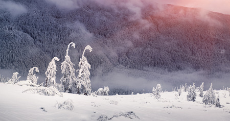 Winter mountain hills and magic fir trees covered by snow with foggy and cloudy background, Carpathian, Ukraineの写真素材
