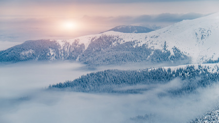 Winter mountain hills and magic fir trees covered by snow with foggy and cloudy background, Carpathian, Ukraineの写真素材