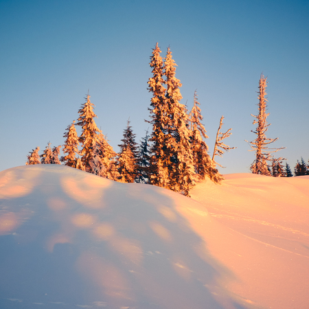 Silence wild nature. High trees on the mountain hills covered with snow at sunrise in the morning. Winter landscape with beautiful sky with blue and pink colors.の写真素材