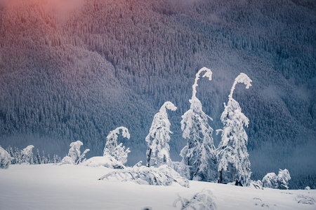 Winter mountain hills and magic fir trees covered by snow with foggy and cloudy background, Carpathian, Ukraineの写真素材