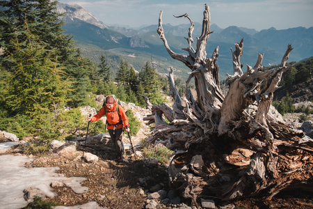 Traveler trekking up the mountain near the big dead tree. Shot from above.の写真素材