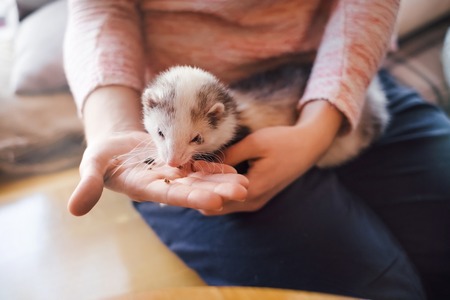 Portrait of a cute domestic ferret eating from the girl's hand in a cafe.Woman and a pet concept.の写真素材