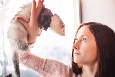 Close up of young woman that holds eye contract with her pet ferret in a cafe on a sunny day. Woman and a pet concept.の写真素材