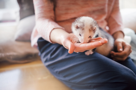 Portrait of a cute domestic ferret eating from the girl's hand in a cafe.Woman and a pet concept.の写真素材