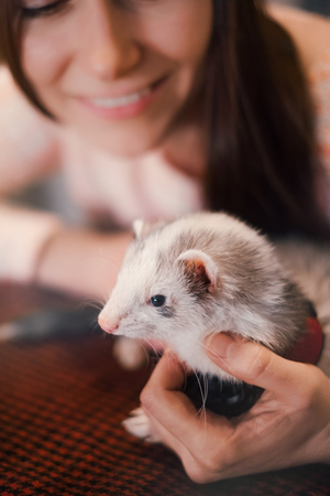 Pet ferret held in hands on background of its happy owner, in a cafe. Selective focus. Woman and a pet concept.の写真素材