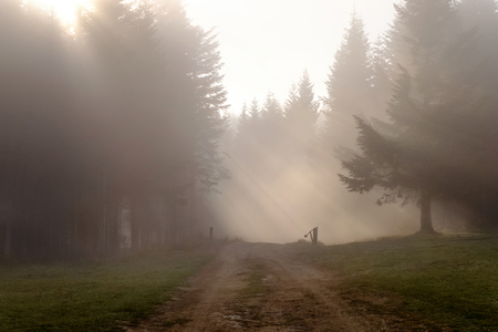 Perspective of a rural ground road in the forest on an autumn day with a very thick fog.の写真素材