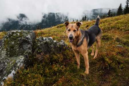 Dog sitting on top of the mountain in Carpathians on a moody cloudy day in Autumn. Unusual guide and friend in adventures.の写真素材